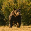 Принц Лихтенштейна убил самого большого медведя в Евросоюзе - СМИ