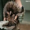 Зоопарк Сіднея поповнився дитинчам рідкісного виду єхидни (відео)