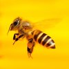 Пчелиный "нюх": насекомые получили шокирующую коронавирусную функцию 