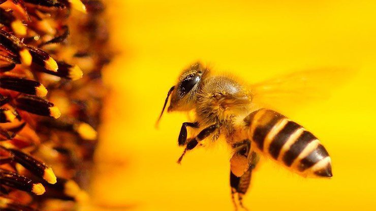Специалисты привлекли к исследованию 150 пчел/ фото: Ведомости