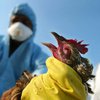 В Китае зафиксировали новый штамм птичьего гриппа