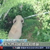 Китайські слони продовжують мігрувати
