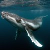 В США ныряльщик за омарами выжил после того, как его проглотил кит