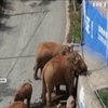 Похід китайських слонів: люди досі гадають куди прямують тварини