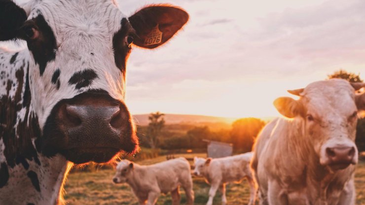 Коровы помогают фермерам майнить Ethereum