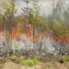 У Росії палають ліса Сибіру
