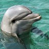 Под Николаевом отдыхающие спасли дельфиненка (видео)