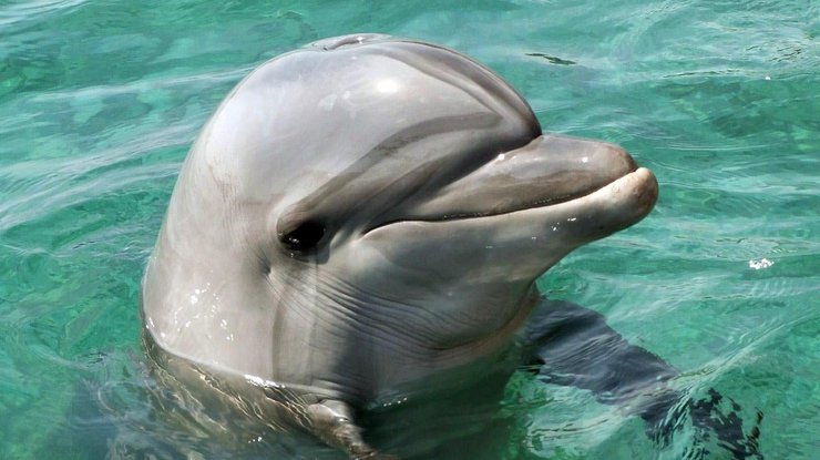 Отдыхающие спасли дельфиненка/ Фото: oir.mobi