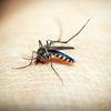 Что категорически нельзя делать при укусе комара