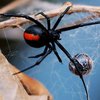 Нашествие пауков окутало Австралию гигантской паутиной (фото) 