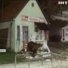 Голодні ведмеді тероризують жителів курортного містечка у Румунії (відео)