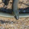 Можно перепутать со змеей: в Чернобыле нашли редкую безногую ящерицу