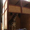 Харківський зоопарк поповнився жирафом