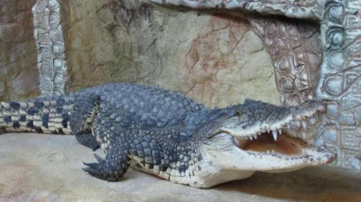 Фото: ялтинский крокодиляриум полностью затопило