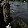 На Київському водосховищі масово гине риба