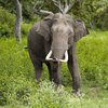 В Индии сексуально озабоченный слон убил 16 человек