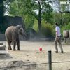 Слона навчають передбачити переможців Євро