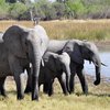 В Китае из заповедника сбежали слоны (видео)