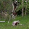 Британський зоопарк поповнився дитинчатами рідкісних лемурів (відео)