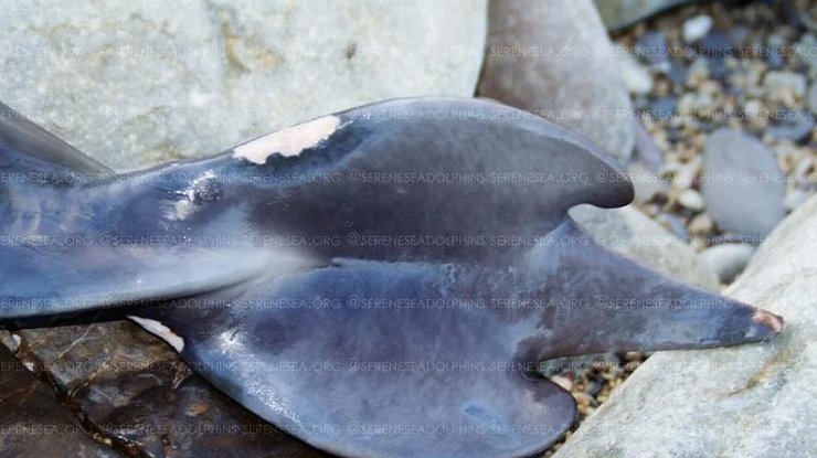 Фото: уникальный дельфин в Крыму / Керчь.ФМ