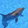 В Одессе дельфин напал на ребенка (видео)