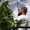 Французи вирощують комах-вбивць для захисту помідорів