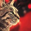 Видео с поющим котом стало "вирусным" в Сети