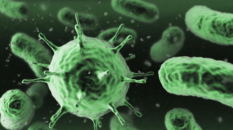 Кишечные бактерии/ фото: Naked Science