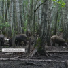 Лісівники Волині відновлюють популяції диких тварин
