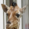У французькому зоопарку народилося жирафеня