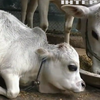 У Бангладеш виросла найменша у світі корова