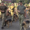 Прикордонники готують службових собак до параду на День Незалежності