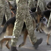 На Львівщині тренують службових собак до параду на честь Дня Незалежності