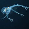 "Стеклянный" осьминог: в океане обнаружено уникальное головоногое (видео)