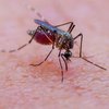 Одежда против комаров: создана уникальная технология против насекомых 