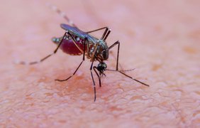 Одежда против комаров: создана уникальная технология против насекомых 