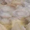 Цифры впечатляют: ученые объяснили нашествие медуз в Азовском море