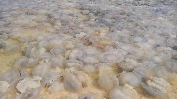 Фото: медузы в Азовском море / kerchinfo.com