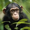 В Китае вирус обезьяны впервые "убил" человека