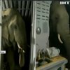 У Таїланді голодний слон відібрав харчі у кота (відео)