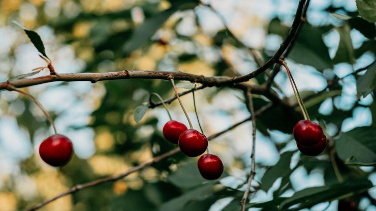 Фото: черешня / Pexels