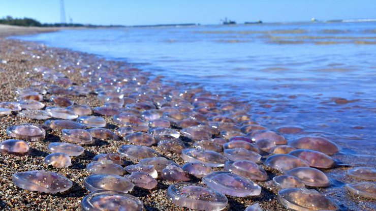 Медузы на Азовском море/ Фото: tautaruna.nra.lv