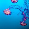 Что делать при ожоге медузы
