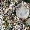 Нашествие медуз в Азовском море: эколог назвала причины