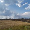 В Черниговской области вспыхнул пожар на пшеничном поле
