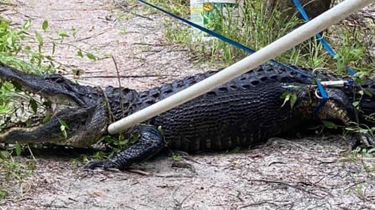 Фото: крокодил покусал мужчину / Martin County Sheriff's Office