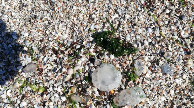 Фото: названы причины нашествия медуз на Азове / Марина Григоренко