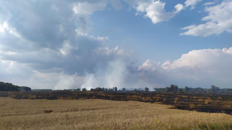Пожар на пшеничном поле/ Фото: t.me/dsns_telegram