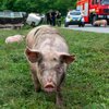 Под Хмельницким перевернулась фура со свиньями: погибли десятки животных (фото)