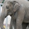 В Харьковском зоопарке умер первый слон, рожденный в независимой Украине (видео)